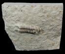 Rare Armored Worm (Lepidocoleus) - Haragan Formation #44384-1